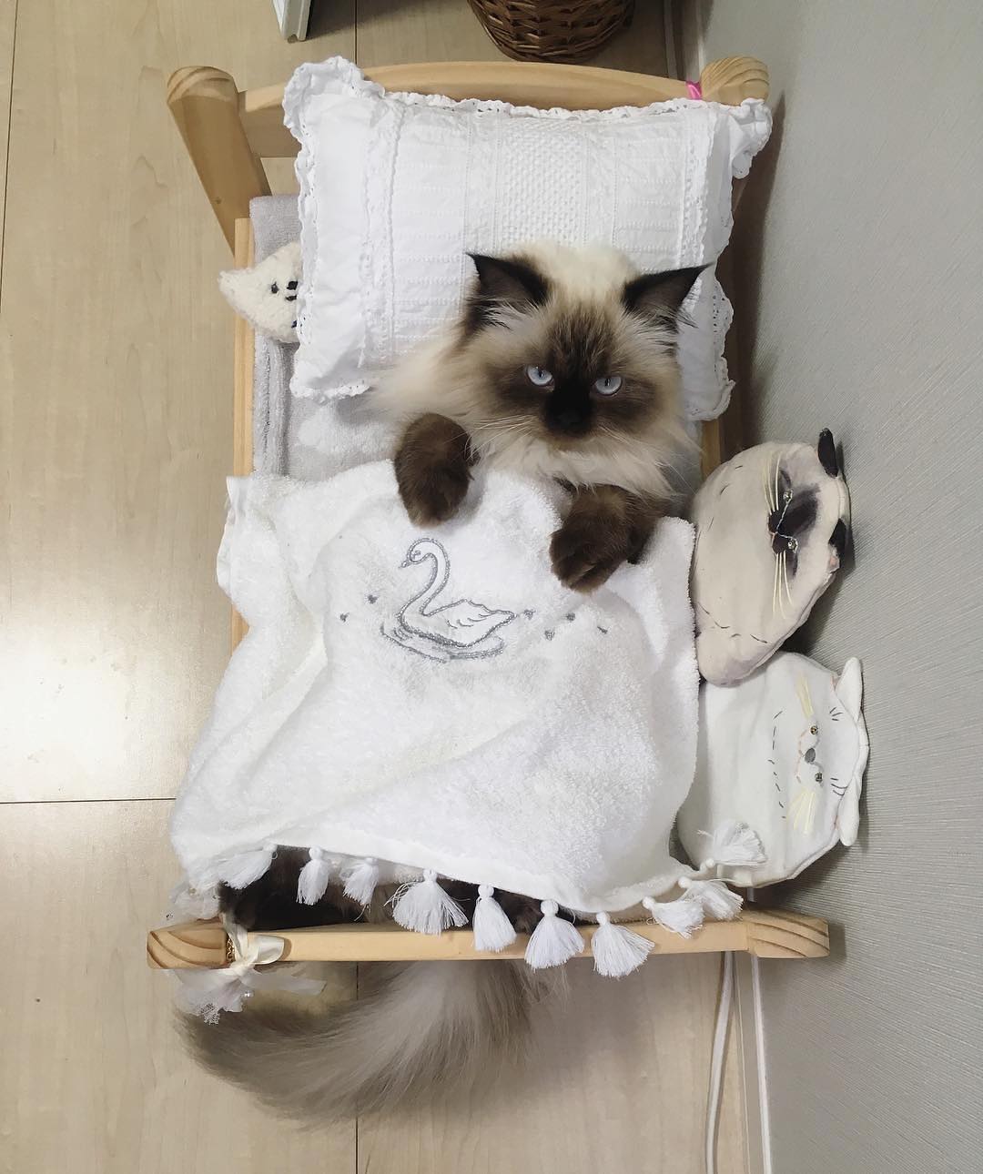 Hellojapan ふわもこ部 では 毎週可愛い動物たちをご紹介しています 今週のふわもこはヒマラヤンの プリュム お昼寝はこの自分専用のベッドでするって決めているんです で Ciao Nihon Hellojapan ふわもこ部 では 毎週可愛い動物たちをご紹介しています 今週のふわもこはヒマラヤンの プリュム お昼寝はこの自分専用のベッドでするって決めているんです で Ciao Nihon