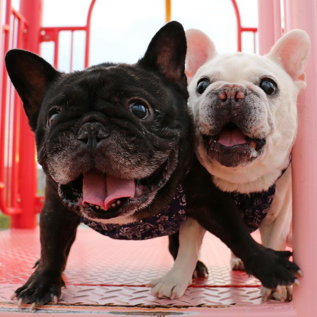 Hellojapan Photo By Masa Fb ふわもこ部 では 毎週可愛い動物たちをご紹介しています 今週のふわもこは フレンチブルドッグの のんちゃん 白 と Ciao Nihon