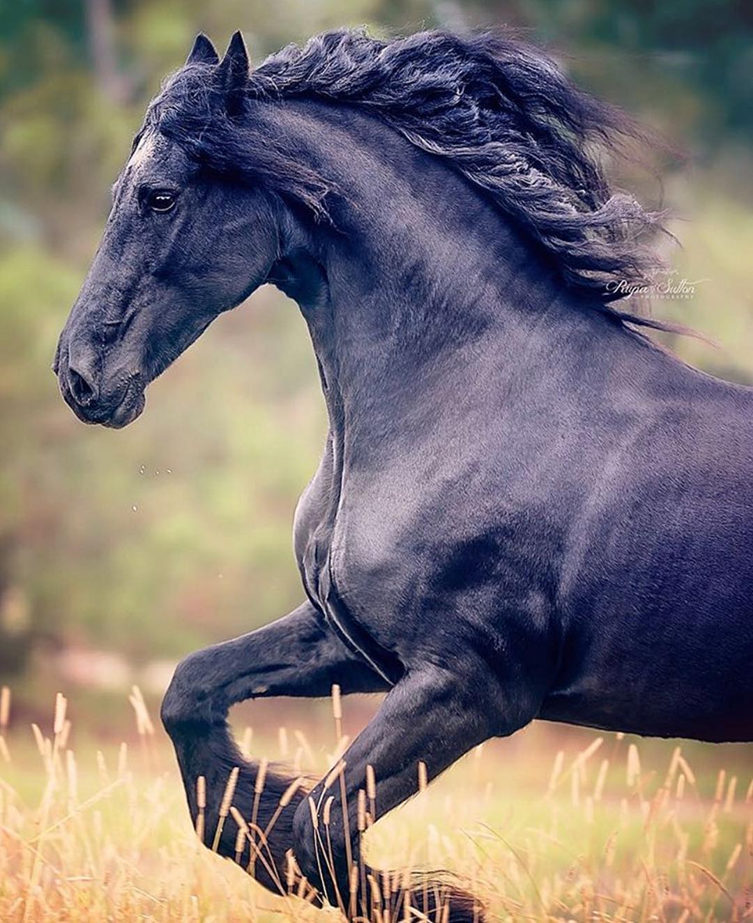 Canon This majestic horse photo is brought to you by TeamCanon fan