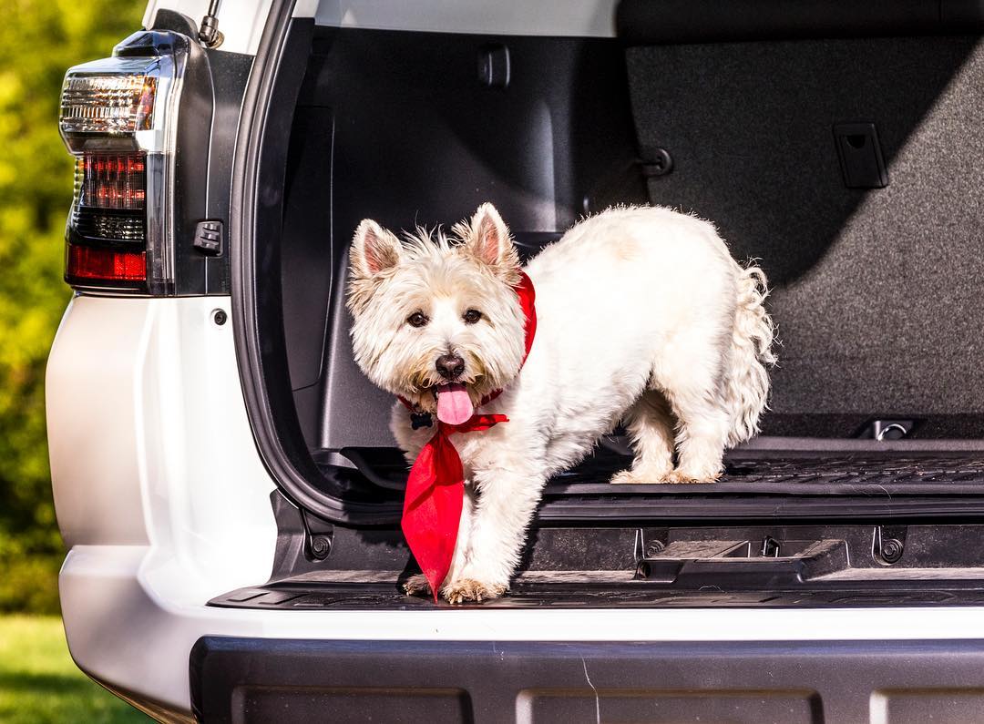 Toyota Who S A Good Boy Toyotadog Nationaldogday Ciao Nihon