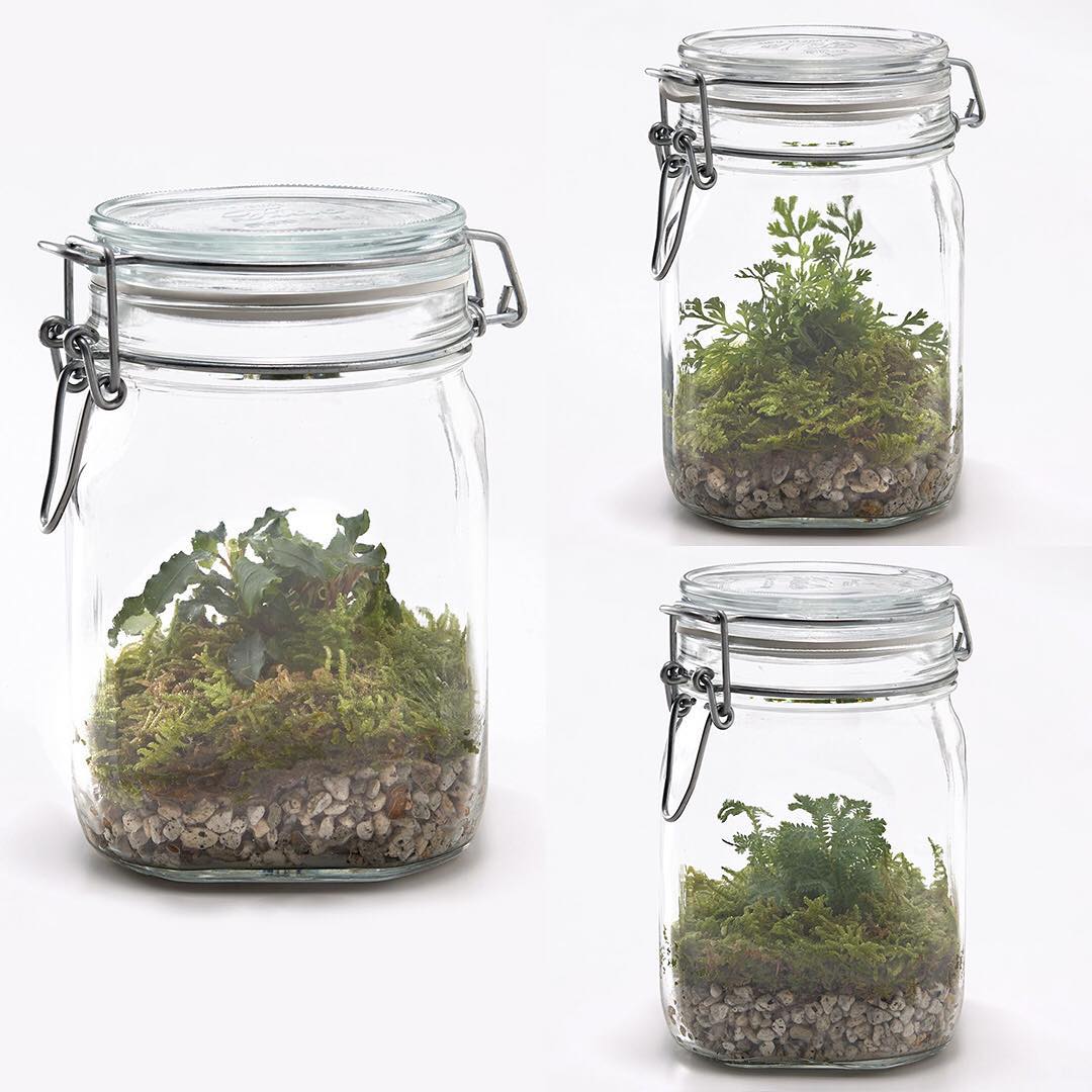 Muji無印良品 ネット限定 苔のボトルアレンジ ソーダガラス密封ビンの中に ハイゴケなどを植えました 2 3週間に一度の水やりで育てることができます ビンの中の小さなグリ Ciao Nihon Muji無印良品 ネット限定 苔のボトルアレンジ ソーダガラス密封ビンの中に ハイゴケなどを植えました 2 3週間に一度の水やりで育てることができます ビンの中の小さなグリ Ciao Nihon