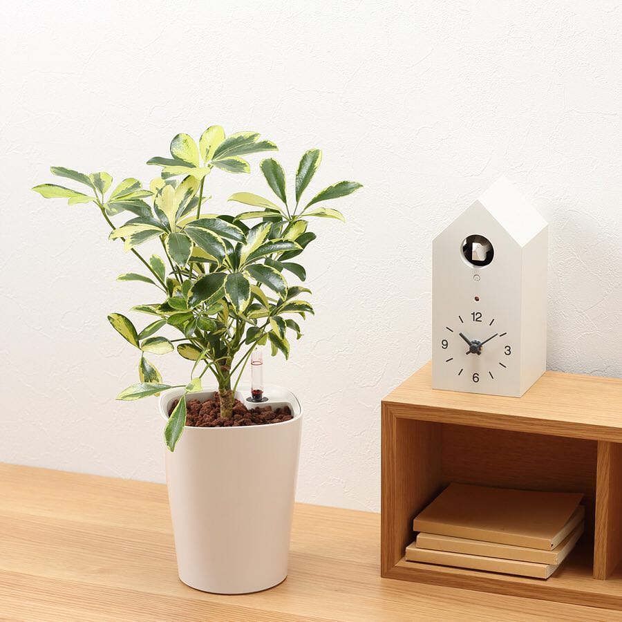Muji無印良品 レチューザに植えた観葉植物 鉢に水位計がついているので 水やりの目安がひと目でわかります 水やりのタイミングがわからない という方におすすめです また レチュ Ciao Nihon Muji無印良品 レチューザに植えた観葉植物 鉢に水位計がついているので 水やりの目安がひと目でわかります 水やりのタイミングがわからない という方におすすめです また レチュ Ciao Nihon