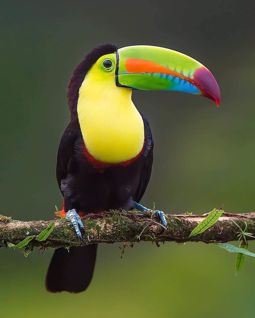 tucan travel costa rica