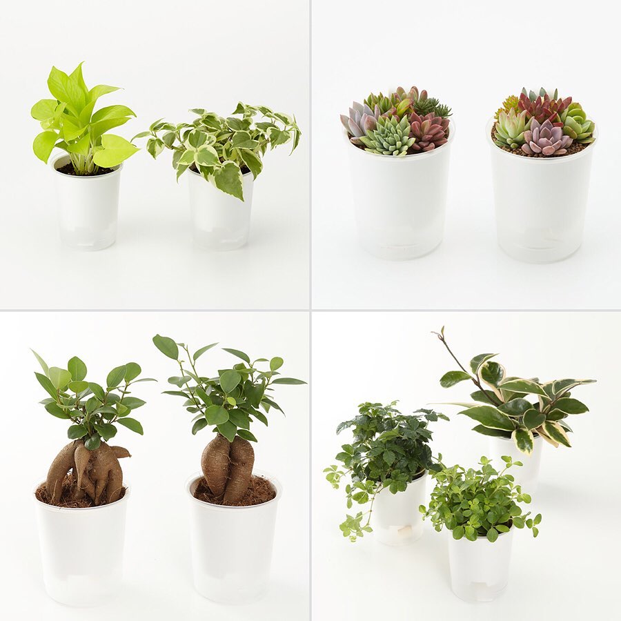 Muji無印良品 インテリアグリーン 鉢が選べる底面給水鉢の観葉植物 水の量を目で見て確認することができる底面給水鉢の観葉植物は お好きなプランター カバーと組み合わせて飾ること Ciao Nihon Muji無印良品 インテリアグリーン 鉢が選べる底面給水鉢の観葉植物 水の量を目で見て確認することができる底面給水鉢の観葉植物は お好きなプランター カバーと組み合わせて飾ること Ciao Nihon