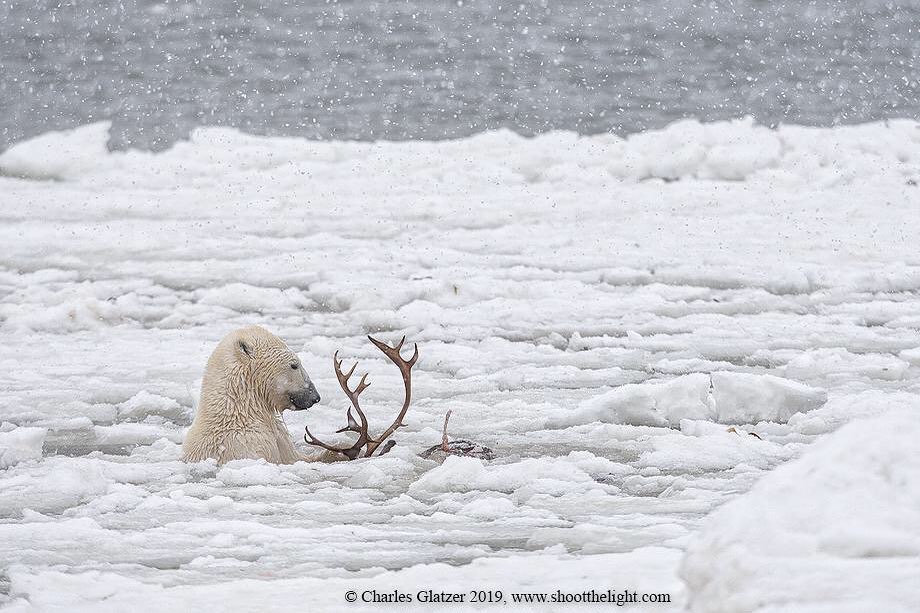 Canon Photo by CanonExplorerOfLight charlesglatzer "This polar