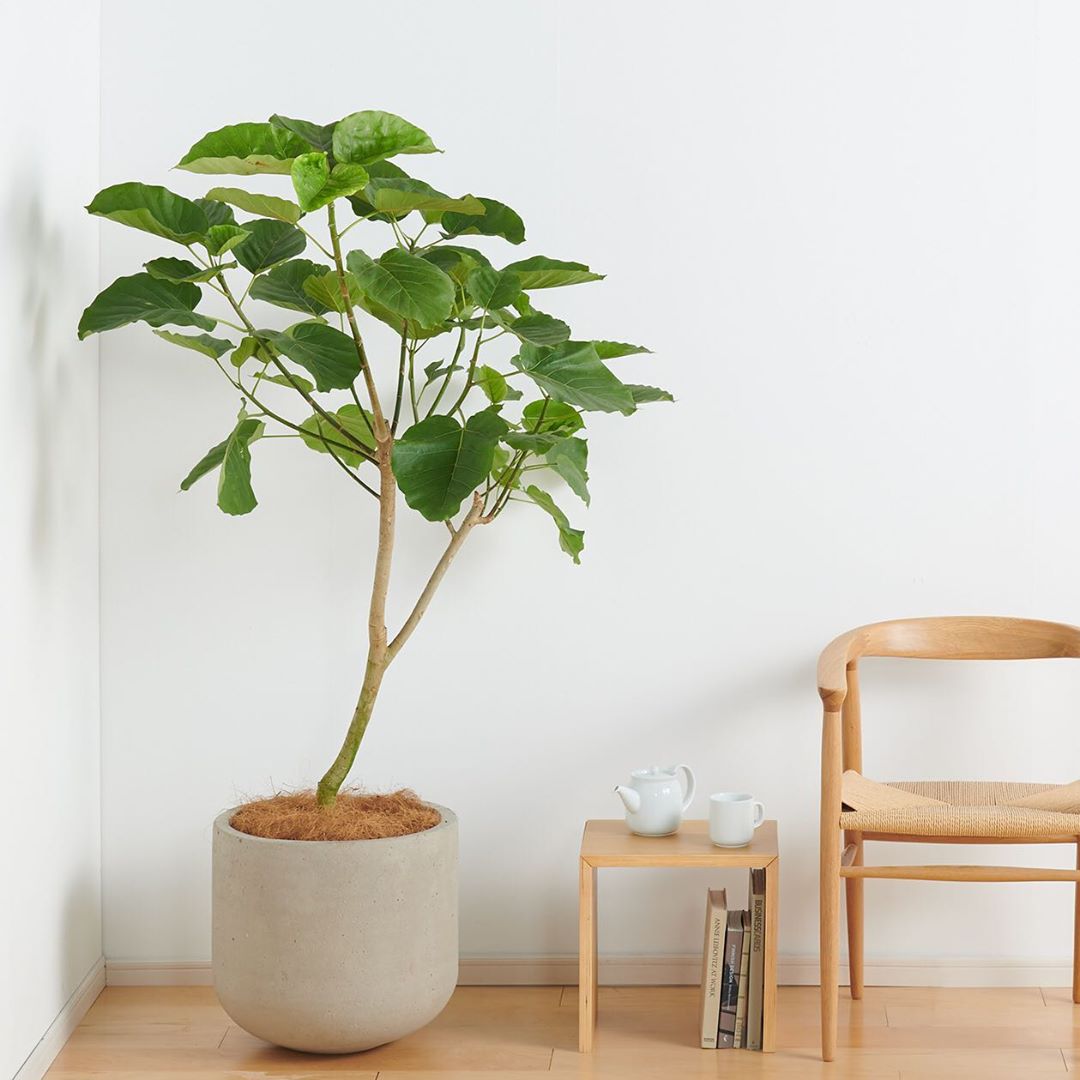 Muji無印良品 ネット限定 セメント鉢の観葉植物 床置きタイプ セメント素材のプランターカバーと組み合わせた床置きサイズのグリーンに 新たな仲間が加わりました 部屋の雰 Ciao Nihon Muji無印良品 ネット限定 セメント鉢の観葉植物 床置きタイプ セメント素材のプランターカバーと組み合わせた床置きサイズのグリーンに 新たな仲間が加わりました 部屋の雰 Ciao Nihon