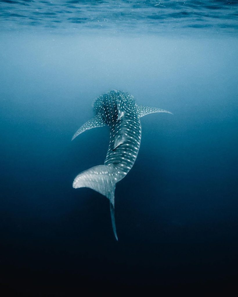 Together with the Gentle Giant!  Would you share the water with a Whale Shark? T...