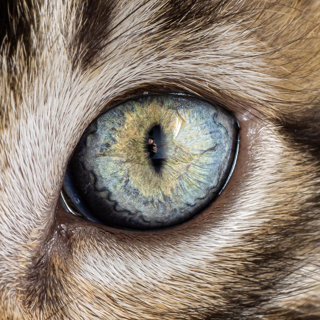 Canon "If you guys think taking photos of cats is difficult, try