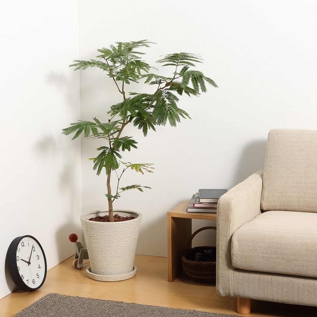 Muji無印良品 ネットストア限定 ポリストーン鉢の観葉植物 エバーフレッシュ セメントのような雰囲気でありながら 軽さと耐久性にすぐれた 樹脂素材のプランター Ciao Nihon