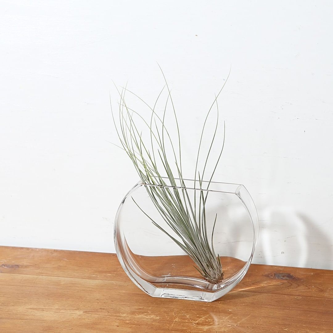 Muji無印良品 ネットストア限定 夏のおすすめグリーン エアプランツ お部屋の好きな場所に 気軽に飾れるエアプランツ 夏のインテリアにプラスして グリーンのあ Ciao Nihon