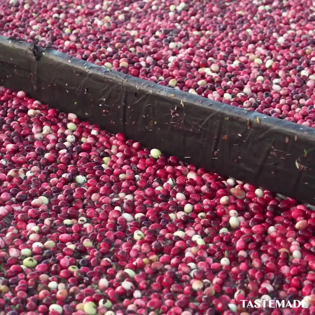 Tastemadejapan 東京ドーム1 0個分 アメリカの大規模クランベリー栽培が凄い Tastemade Spotlight アメリカの クランベリー の収穫はと Ciao Nihon