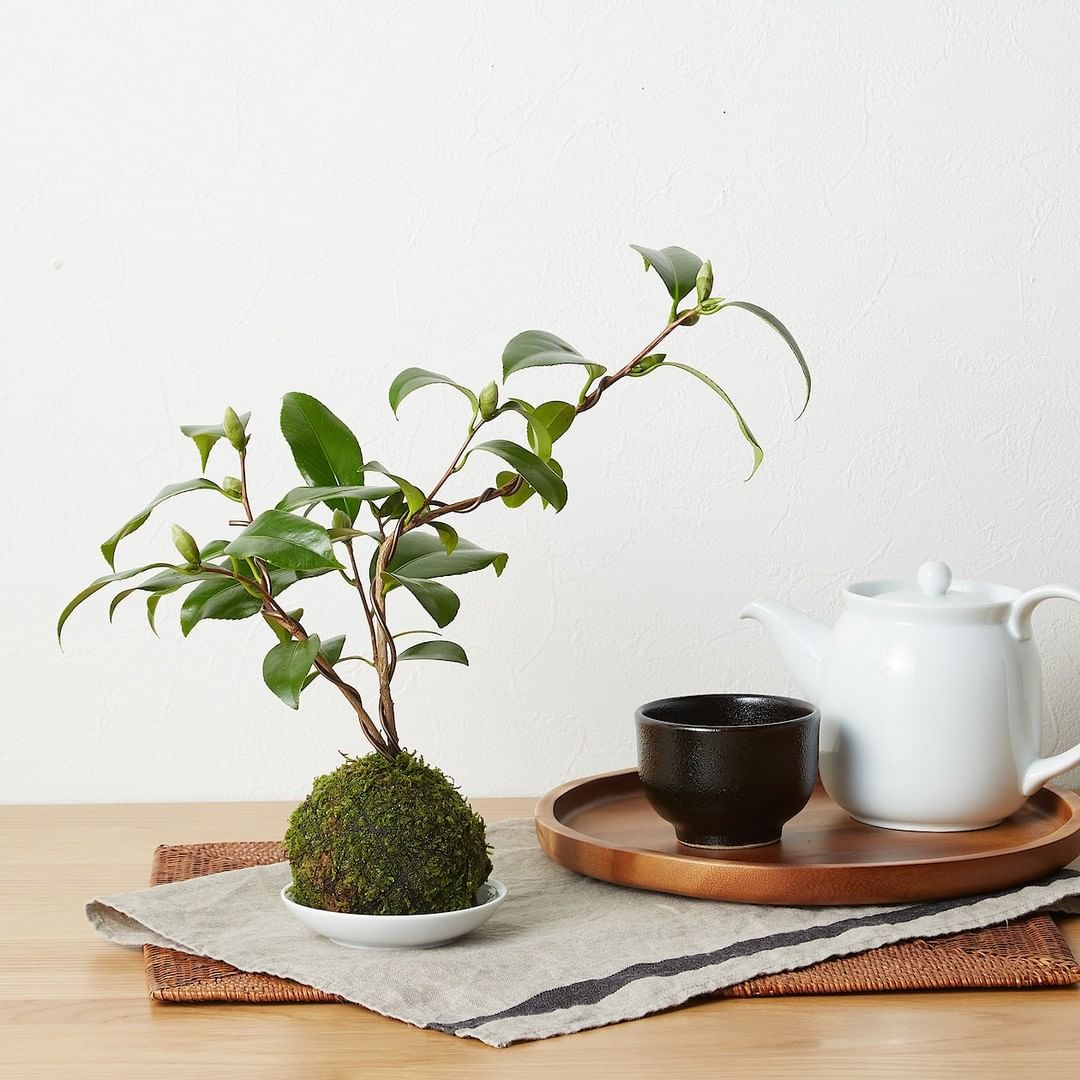 Muji無印良品 Green Flower 新年を迎える 苔玉 盆栽と同様に 自然の姿を模した苔玉 和の雰囲気をお部屋に取り入れ あらたまった気持ちで新しい年を迎えてみ Ciao Nihon