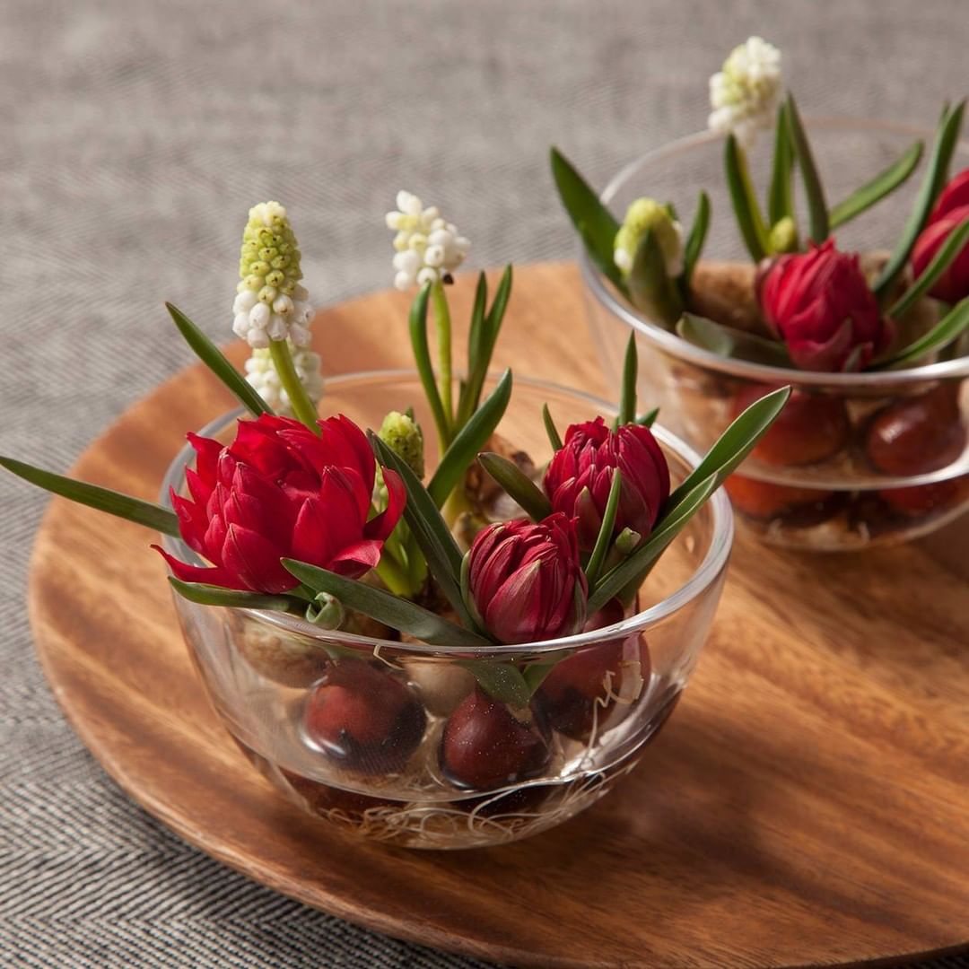 Muji無印良品 Green Flower 春を感じる チューリップとムスカリ 神奈川県平塚市で育った 球根付きチューリップとムスカリ 土を使用しない 水耕栽培 Ciao Nihon