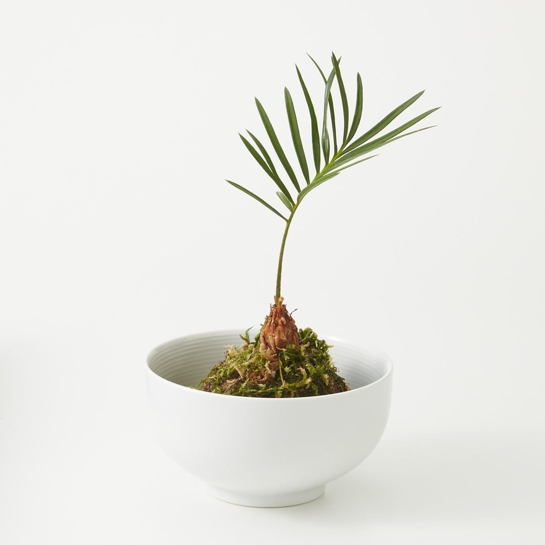 Muji無印良品 Green Flower 観葉植物の苔玉 観葉植物と苔の成長を同時に楽しめる 観葉植物の苔玉 テーブルなどの身近な場所に飾れる 小さなサイズ Ciao Nihon Muji無印良品 Green Flower 観葉植物の苔玉 観葉植物と苔の成長を同時に楽しめる 観葉植物の苔玉 テーブルなどの身近な場所に飾れる 小さなサイズ Ciao Nihon