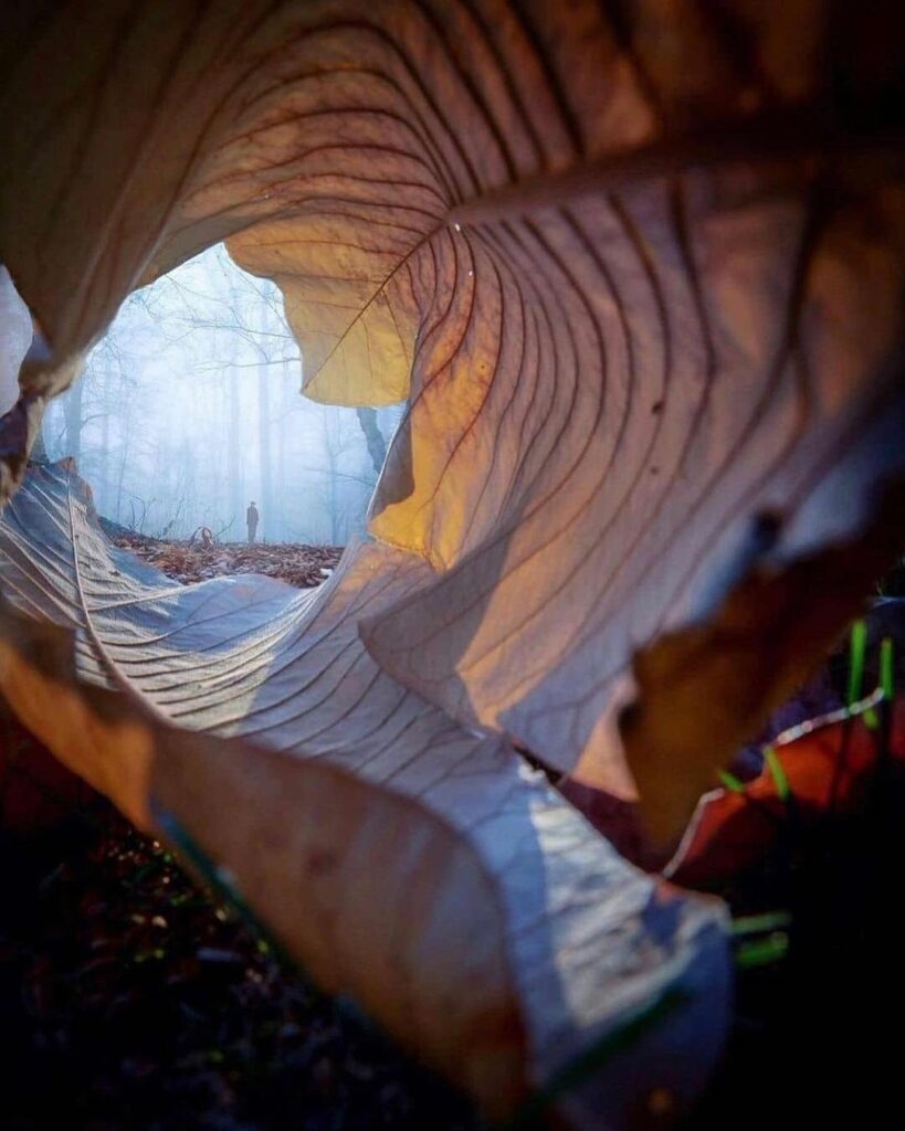 Inside the leaf  
Artist // @billsmith2315
Curated by @steffeneisenacher 

#fall...