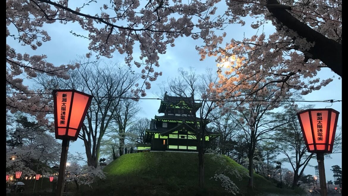 日本一周女ひとり旅265日目。新潟県高田公園で夜桜Live 日本一周女ひとり旅265日目。新潟県高田公園で夜桜Live
