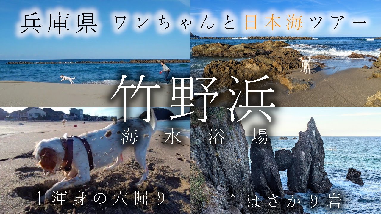 豊岡市【兵庫県北部ツアーvol.3】屈指の水質と遠浅の絶景『竹野浜海水浴場』長さ約1kmの広い砂浜で愛犬大喜び☆合格祈願の『はさかり岩』も見て