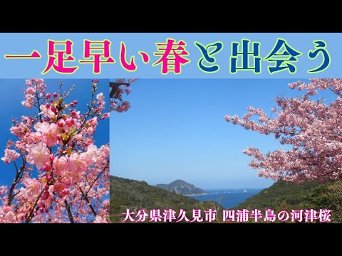 【春だよ🌸】海と河津桜を見る|大分県津久見市 四浦半島「豊後水道河津桜まつり」ドライブ動画2024【花見】 【春だよ🌸】海と河津桜を見る|大分県津久見市 四浦半島「豊後水道河津桜まつり」ドライブ動画2024【花見】