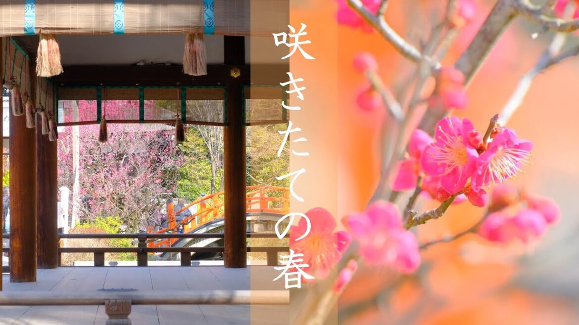 【早春の京都】春の訪れを告げる梅が見頃：下鴨神社光琳の梅～梅小路公園～興正寺,　kyoto