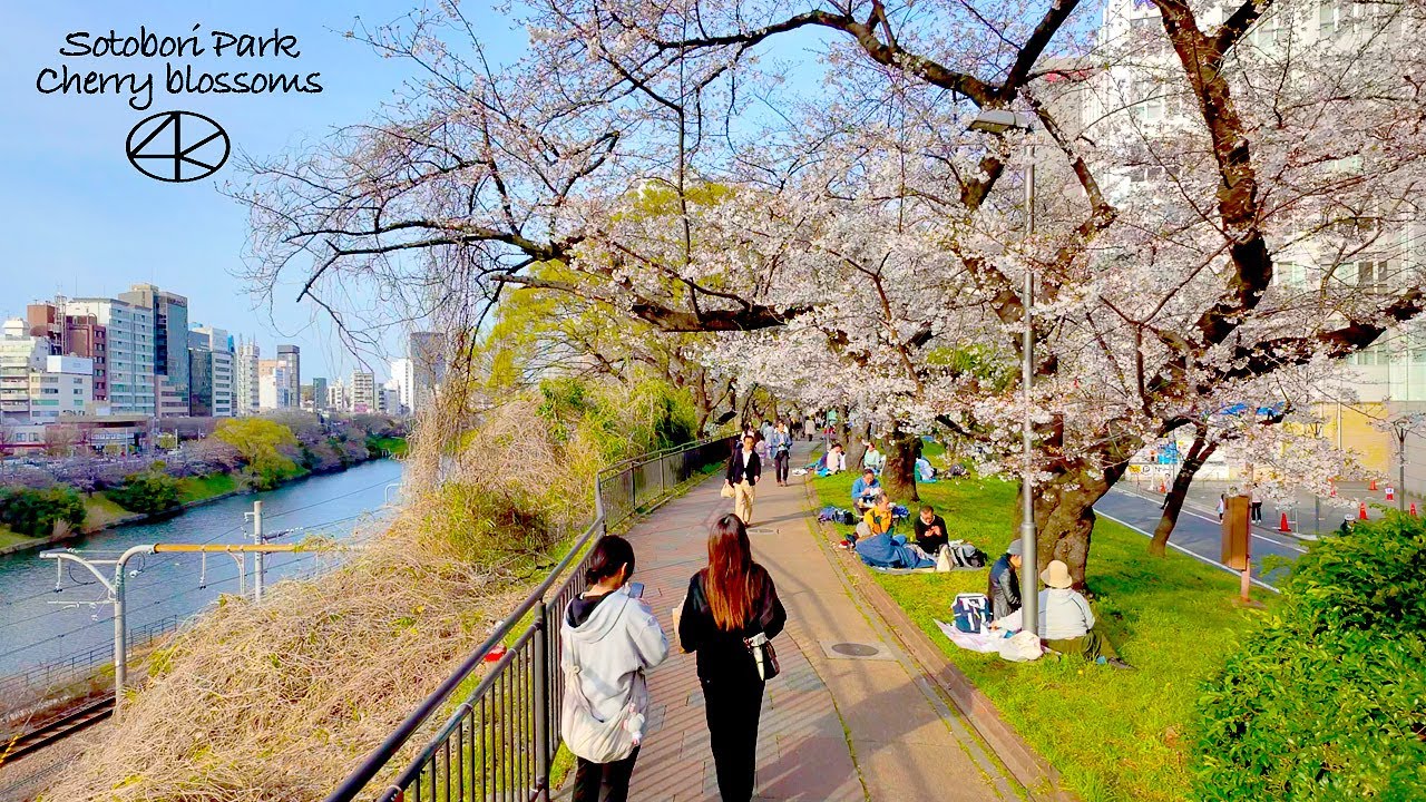 4K60【外濠公園の桜】土手に咲く花 2024 東京 Japan - Ciao Nihon