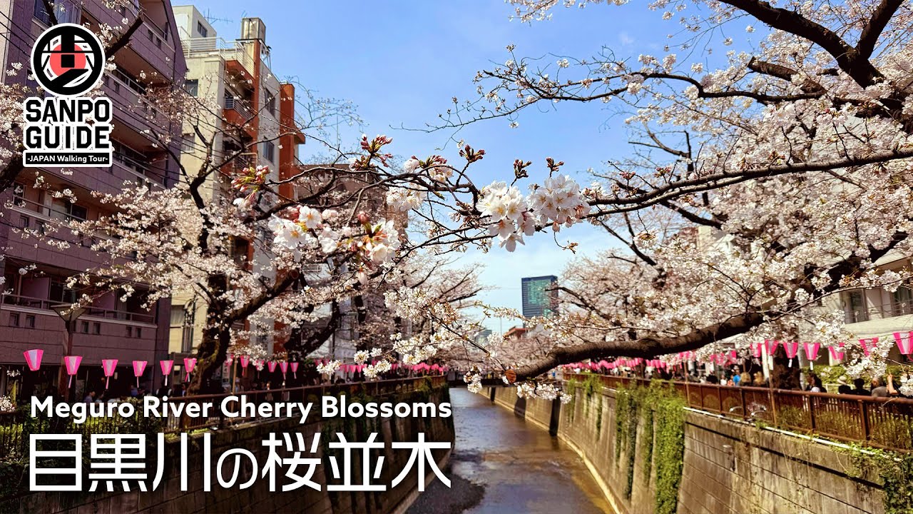 【中目黒の桜】人気スポットの目黒川沿いを花見散歩 2024|東京散歩 - Ciao Nihon