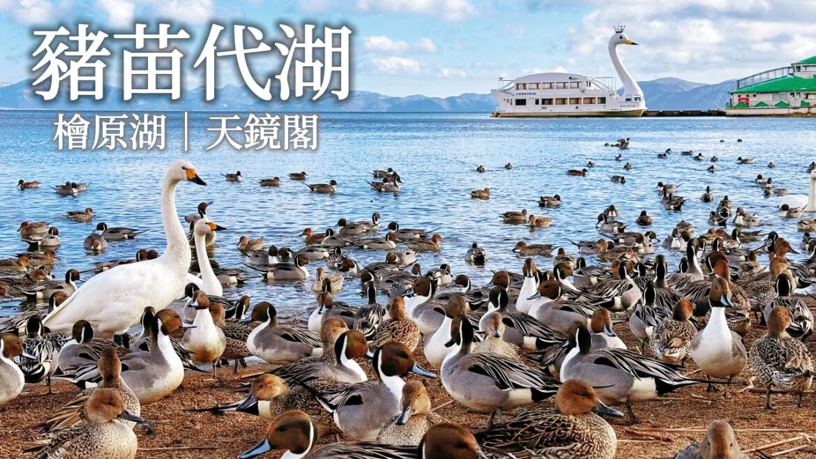 豬苗代湖|一起來感受鴨鴨大軍的視覺震撼吧!一探皇族別墅天鏡閣、冷到不行的檜原湖早晨散步、裏磐梯湖畔飯店自助早餐|福島旅行、日本旅遊、Satori日本生活 豬苗代湖|一起來感受鴨鴨大軍的視覺震撼吧!一探皇族別墅天鏡閣、冷到不行的檜原湖早晨散步、裏磐梯湖畔飯店自助早餐|福島旅行、日本旅遊、Satori日本生活