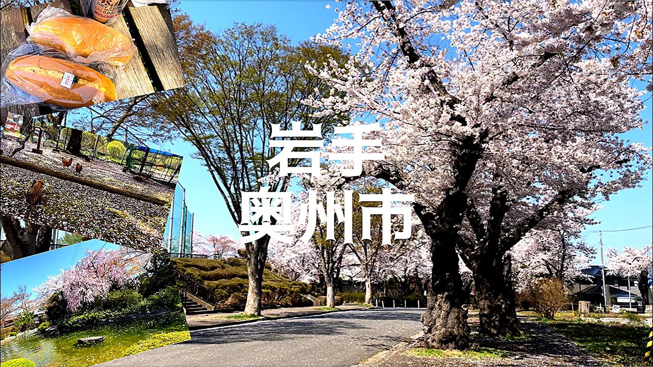 ｛岩手の休日｝お花見旅〜水沢公園〜｛奥州市｝ - Ciao Nihon