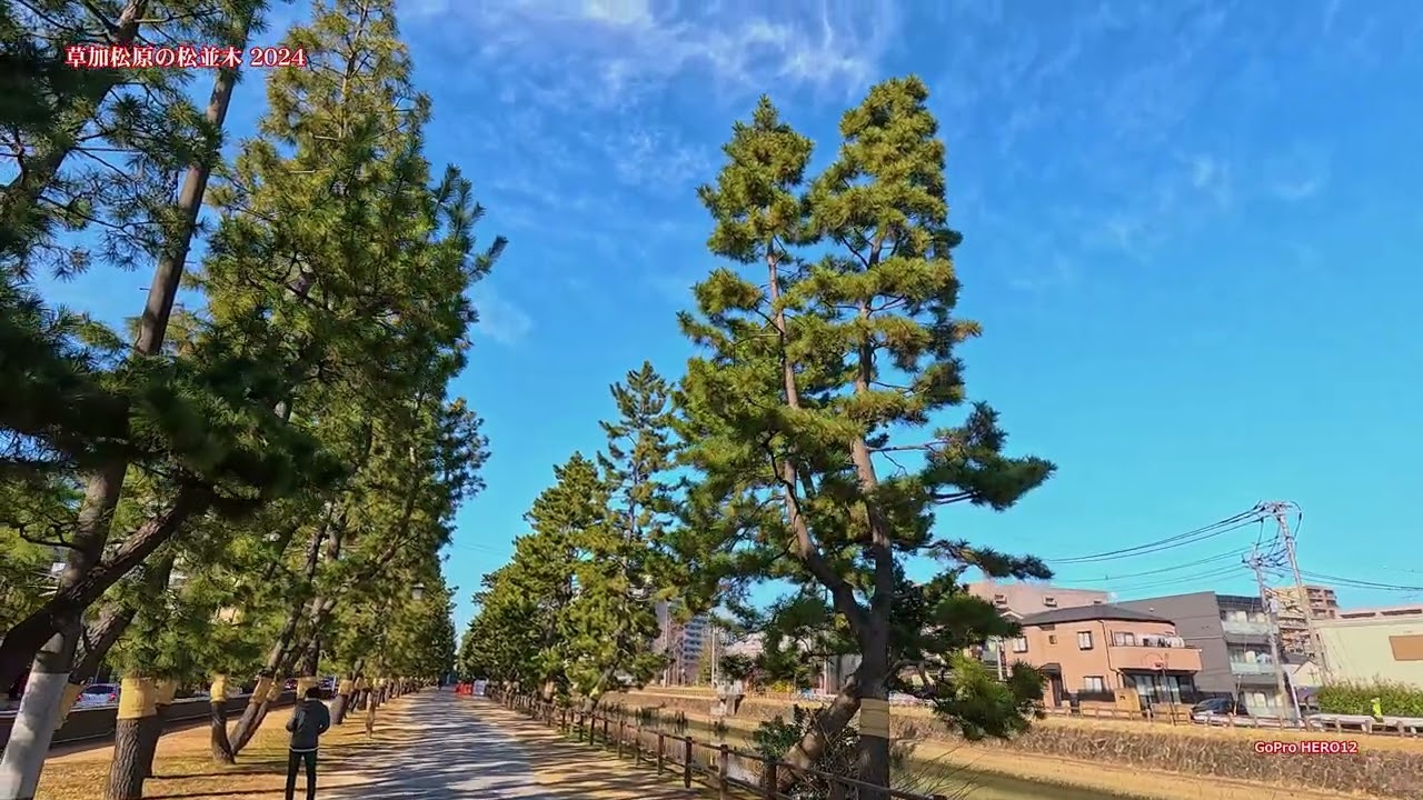 《4K》草加松原の松並木 2024(SONY α7Ⅳ&GoProHERO12) - Ciao Nihon