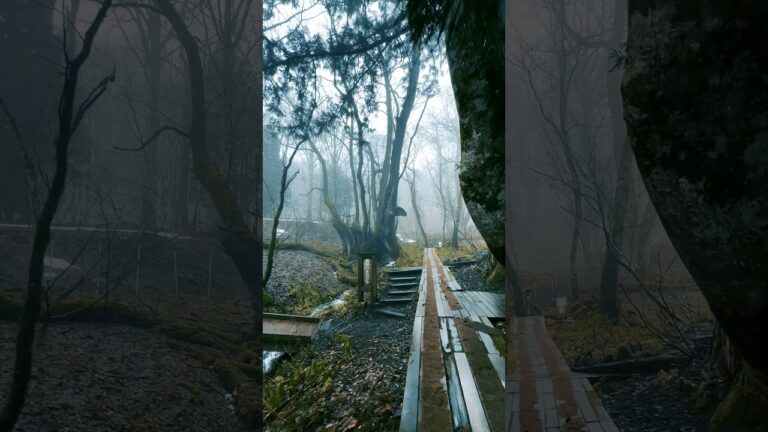 霧に覆われたたじま高原植物園！