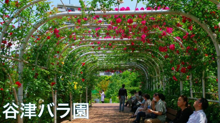 【谷津バラ園：薔薇】800種類7,500株のバラが咲く広大なローズガーデン　千葉　観光地　Rose Garden in Japan
