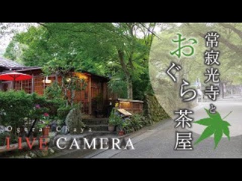 LIVE CAMERA Kyoto【京都おすすめ】常寂光寺山門 と おぐら茶屋