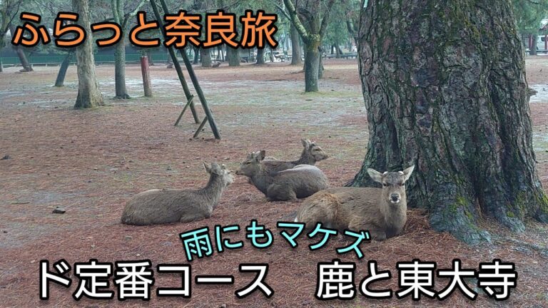 鹿まみれの奈良と東大寺へ