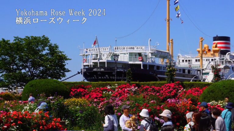 【Yokohama Rose Week 2024】 I visited all seven free rose gardens!