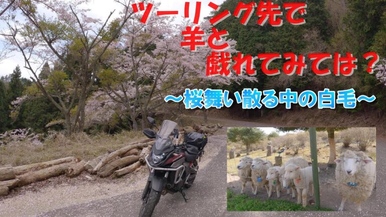 【奈良】ツーリング先で羊と戯れる～桜舞い散る白毛～【400X】【ツーリング】【モトブログ】