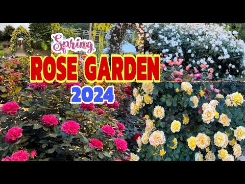 Rose Garden in Ashikaga Flower Park 2024 | 足利フラワーパークローズ