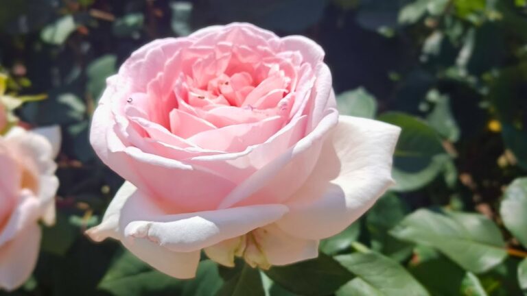 【癒し】春のバラ園で出会う美しきイングリッシュローズたち（Healing English rose garden）