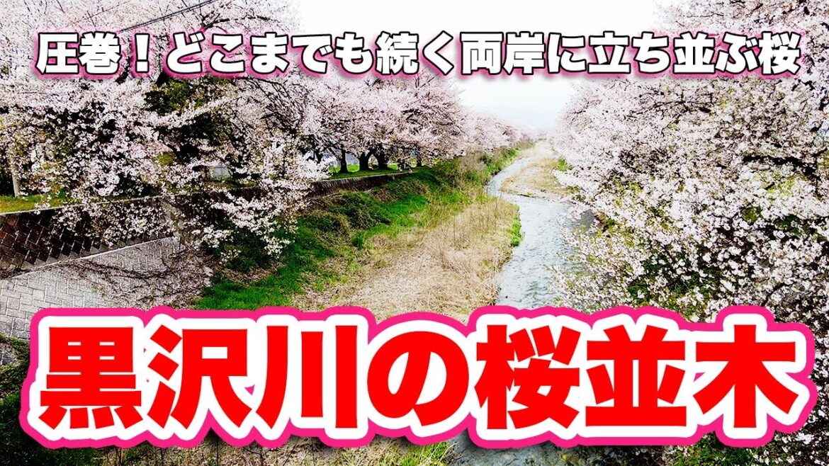 隠れた桜スポット!黒沢川の桜並木/長野県安曇野市【旅行VLOG、レビュー】ちくに橋から見る桜並木は圧巻!両岸に立ち並ぶ桜の巨木は迫力満点!ほとんど人がいない穴場スポット!駐車場がないので要注意 隠れた桜スポット!黒沢川の桜並木/長野県安曇野市【旅行VLOG、レビュー】ちくに橋から見る桜並木は圧巻!両岸に立ち並ぶ桜の巨木は迫力満点!ほとんど人がいない穴場スポット!駐車場がないので要注意