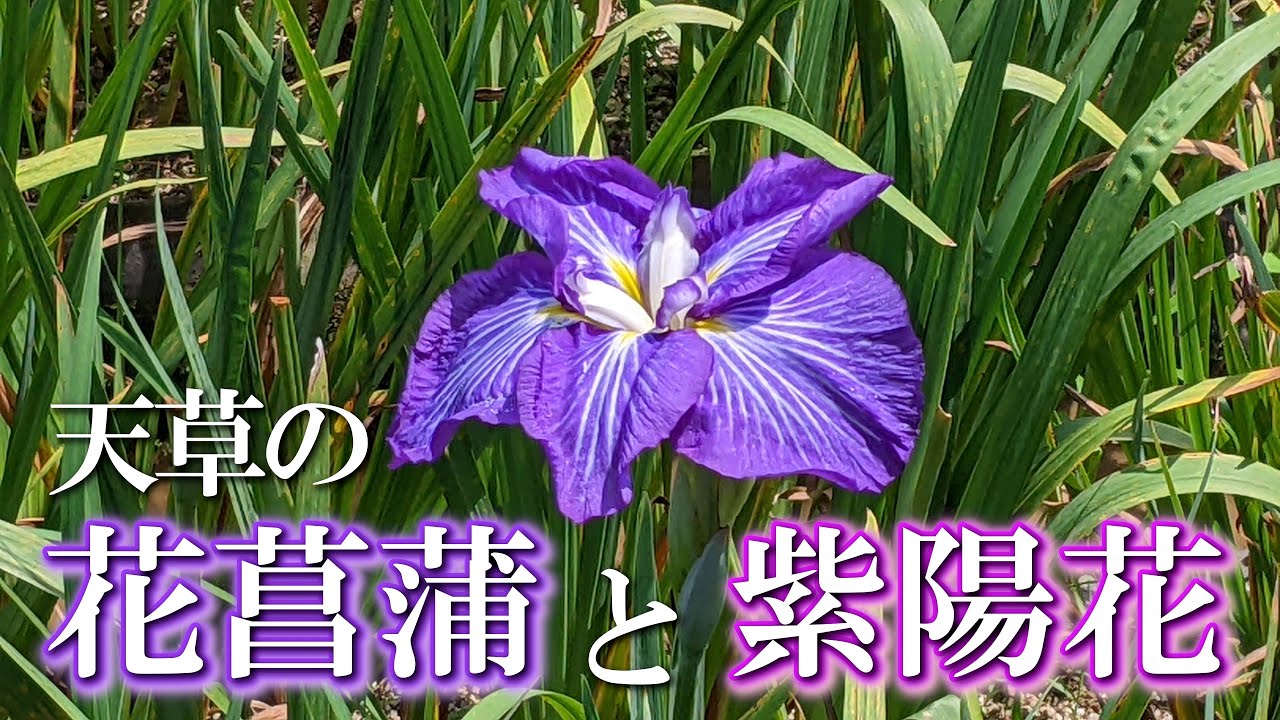 2-vol-328-4k-ciao-nihon