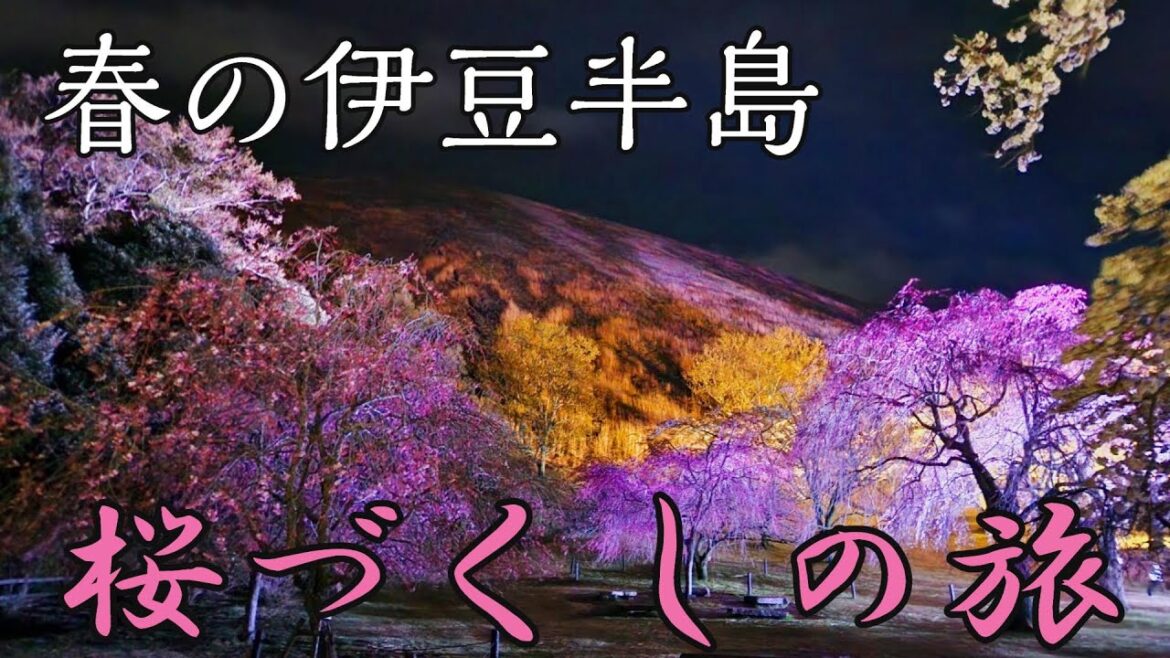 【桜の名所・堪能コース】那賀川6キロの桜並木・大沢温泉・夜桜さくらの里~ 【桜の名所・堪能コース】那賀川6キロの桜並木・大沢温泉・夜桜さくらの里~