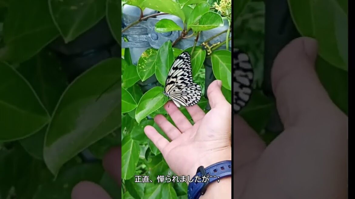 日本最大級！オオゴマダラが舞うキャンプ場つくりプロジェクト＠南沖縄