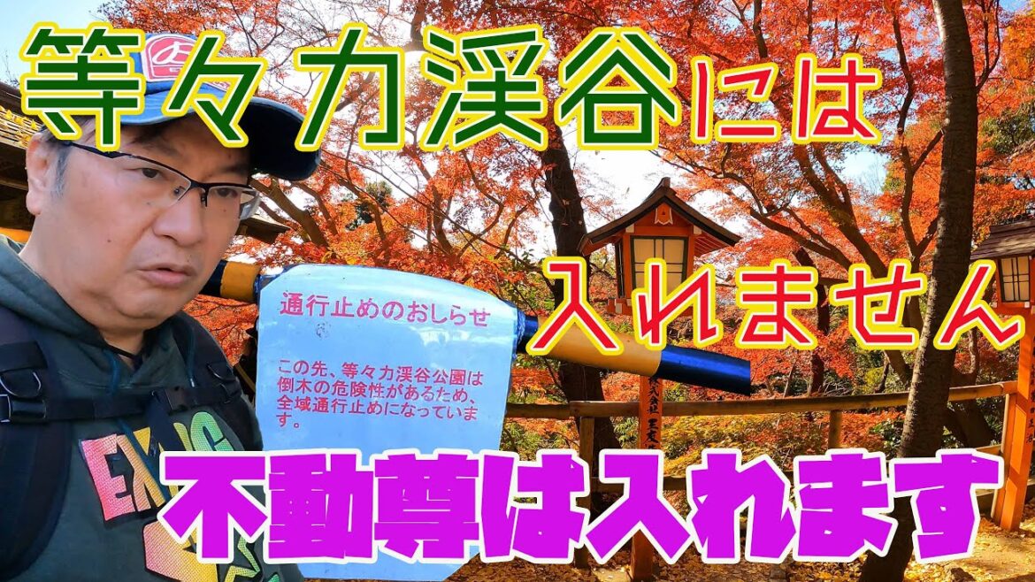 えっ！！等々力渓谷には入れないの！！ただし、等々力不動尊の紅葉はベストシーズンです！！