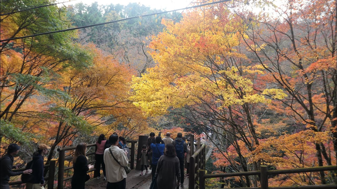 《茨城No1の紅葉スポット》紅葉: 花貫渓谷【茨城県】(20231123撮影) - Ciao Nihon