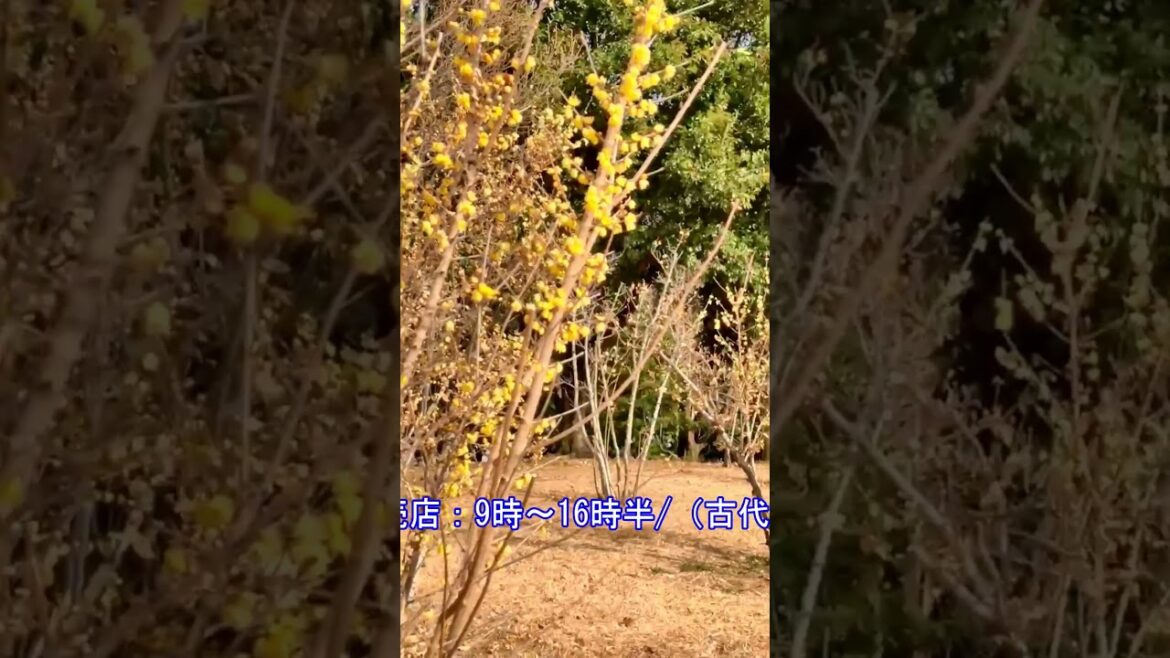 【古代蓮の里】【ロウバイ】古代蓮の里「ロウバイ」（埼玉県行田市）#shorts 　 #結婚しようチャンネル　#蝋梅