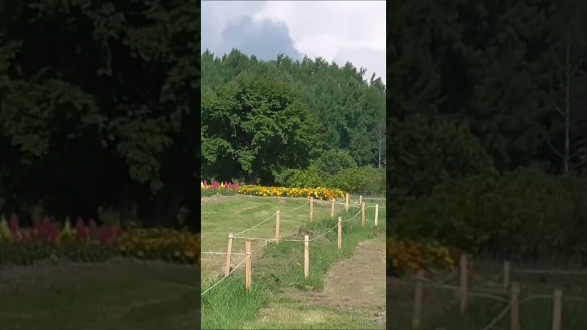 美瑛　四季彩の丘　北海道　車中泊で、北海道一周の旅　Biei Shikisai no Oka Hokkaido Tour Japan ＃北海道　＃美瑛