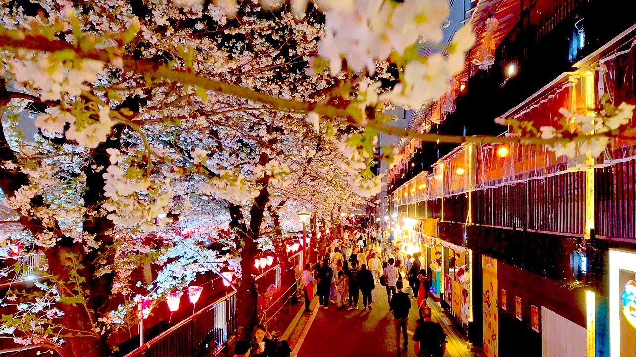 4K60【中目黒の桜】目黒川 夜桜 散歩3/28 2025 東京 Japan - Ciao Nihon