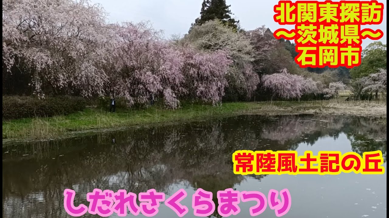 北関東探訪 さくらまつり常陸風土記の丘~茨城県石岡市を行く~ - Ciao Nihon