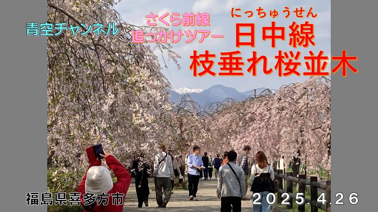 「日中線枝垂れ桜並木」桜前線追っかけツアー2025 - Ciao Nihon