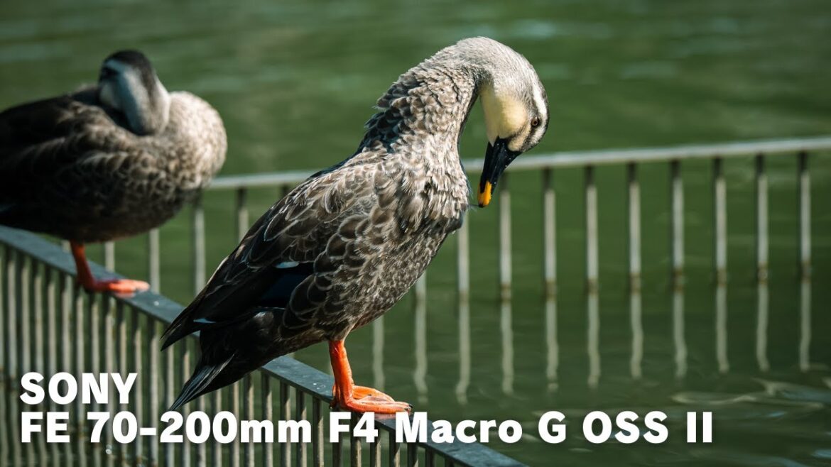 SONY FE 70-200mm F4 Macro G OSS II & α7SIII / Cinematic Video / SEL70200G2 / 静岡県 / 藤枝市 / 蓮華寺池公園