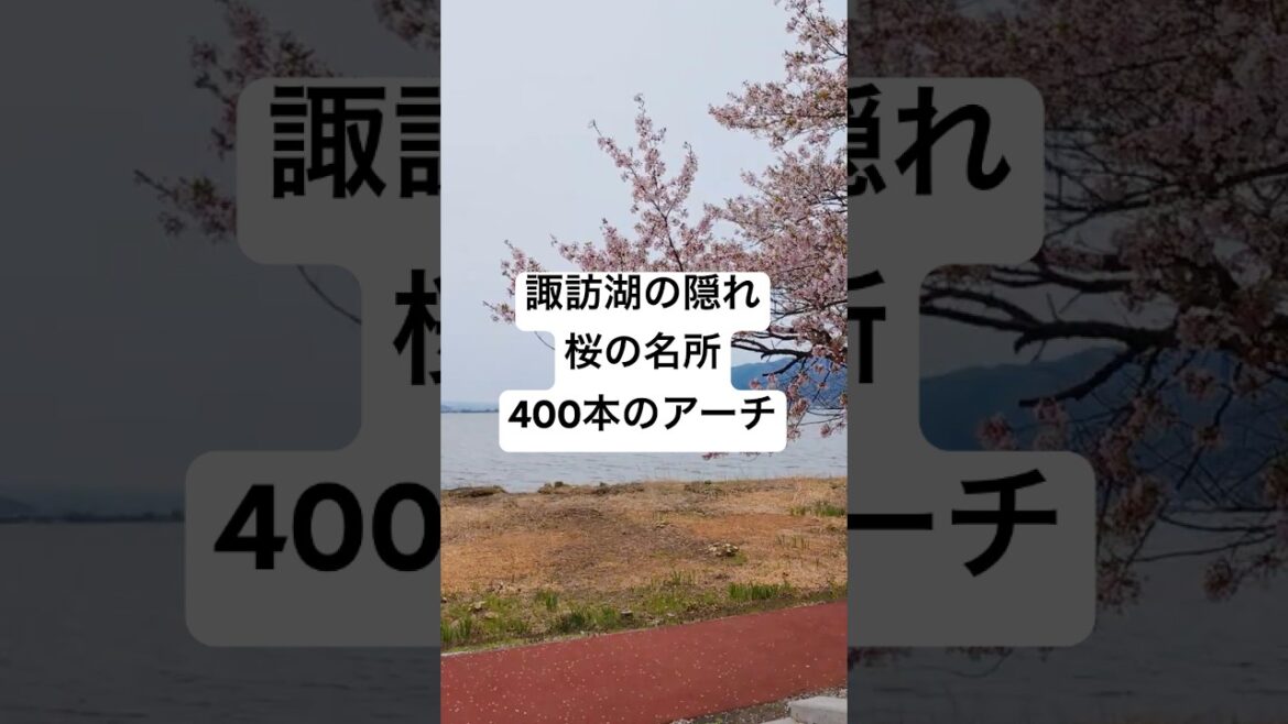 お花見の穴場スポット発見！横河川400本の桜アーチを巡る！【旅行VLOG、レビュー】 #諏訪湖 #桜 #岡谷市民総合体育館 #長野県 #岡谷市 #横河川 #蒸気機関車 #D51
