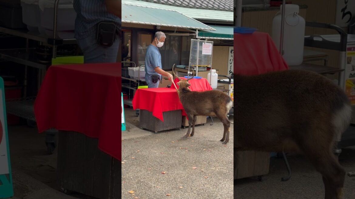 かゆいシカを助ける男性😂観光客びっくり|日本のかわいい奈良公園のシカ🦌✨ かゆいシカを助ける男性😂観光客びっくり|日本のかわいい奈良公園のシカ🦌✨